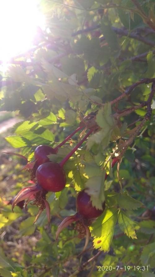 Как изобильна природа! 03 Как изобильна природа! 03