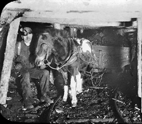 Шетлендский пони - маленькая, но очень гордая лошадка. 03 Шетлендский пони - маленькая, но очень гордая лошадка. 03