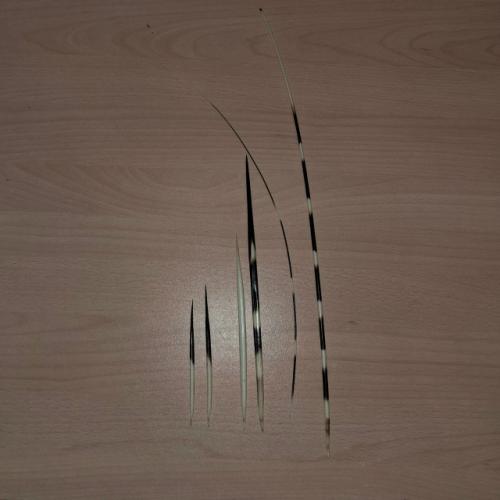 А вы знали, что иглы дикобраза - вовсе не Иглы, а самые настоящие ороговевшие волосики! 02 А вы знали, что иглы дикобраза - вовсе не Иглы, а самые настоящие ороговевшие волосики! 02