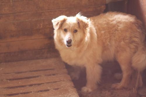 Мечтаю о доме и добром хозяине! 02