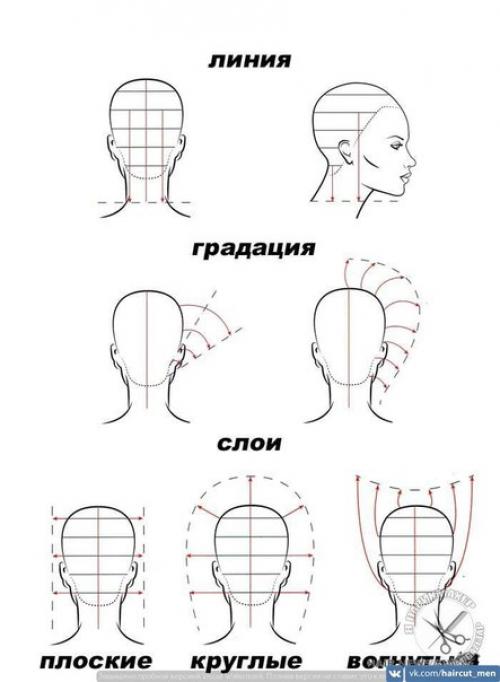 Линия стрижки волос. Основы классической стрижки (линии, градации, слои).