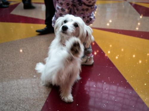 В эту субботу мы участвовали в шоу Парад Собак, которое проводил ТРЦ аура - большое им спасибо за приглашение! 01