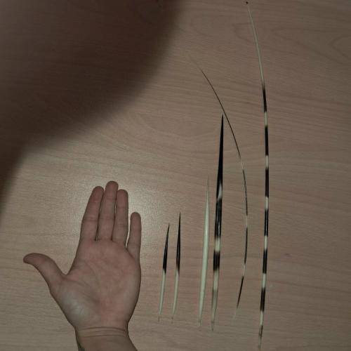 А вы знали, что иглы дикобраза - вовсе не Иглы, а самые настоящие ороговевшие волосики! 03 А вы знали, что иглы дикобраза - вовсе не Иглы, а самые настоящие ороговевшие волосики! 03