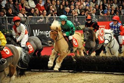 Шетлендский пони - маленькая, но очень гордая лошадка. 09 Шетлендский пони - маленькая, но очень гордая лошадка. 09