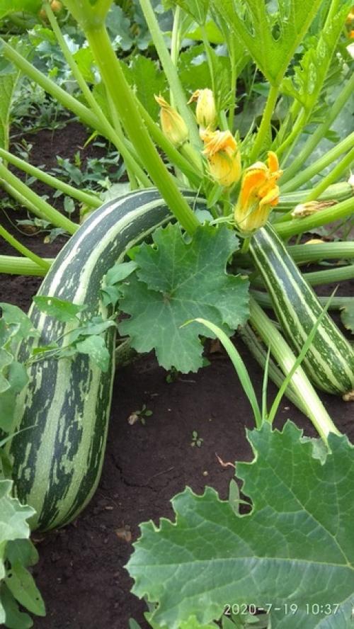 Как изобильна природа! 08 Как изобильна природа! 08