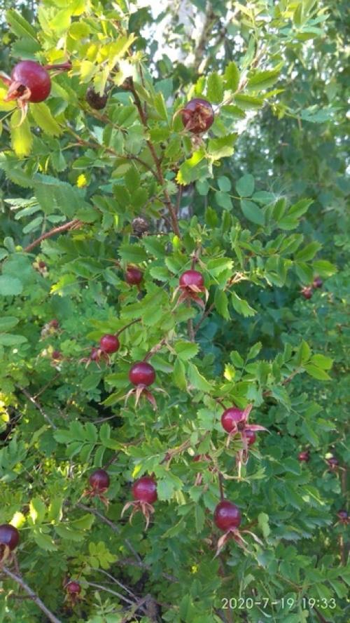 Как изобильна природа! 04 Как изобильна природа! 04