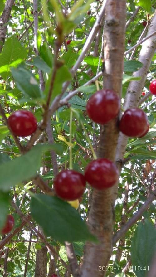 Как изобильна природа! 06 Как изобильна природа! 06