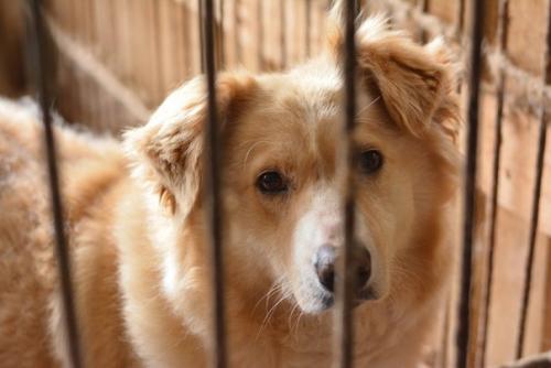 Мечтаю о доме и добром хозяине! 01