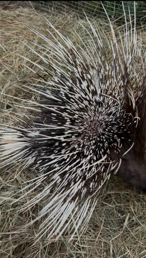 А вы знали, что иглы дикобраза - вовсе не Иглы, а самые настоящие ороговевшие волосики! 01 А вы знали, что иглы дикобраза - вовсе не Иглы, а самые настоящие ороговевшие волосики! 01