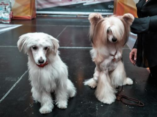 В эту субботу мы участвовали в шоу Парад Собак, которое проводил ТРЦ аура - большое им спасибо за приглашение! 02