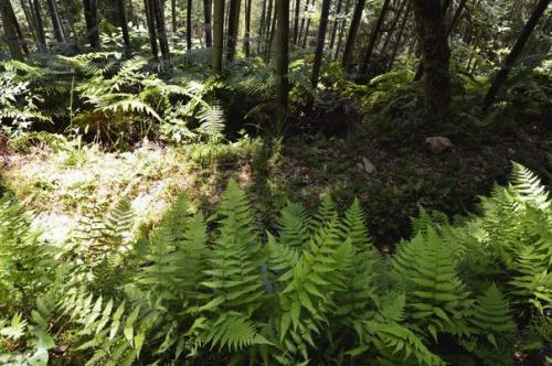 Шифу Дает Второй Урок. 03 Шифу Дает Второй Урок. 03