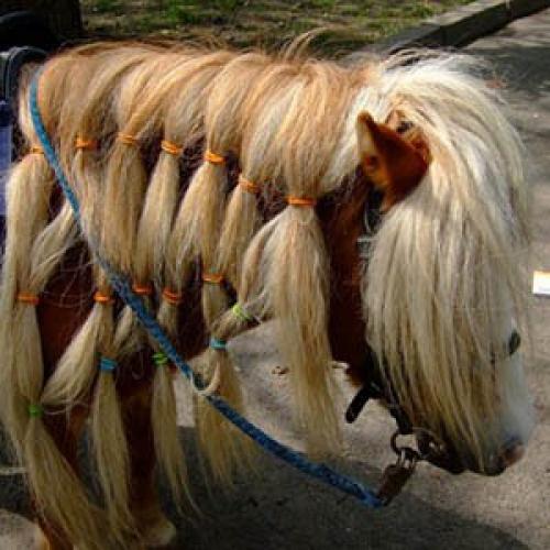 Шетлендский пони - маленькая, но очень гордая лошадка. 07 Шетлендский пони - маленькая, но очень гордая лошадка. 07