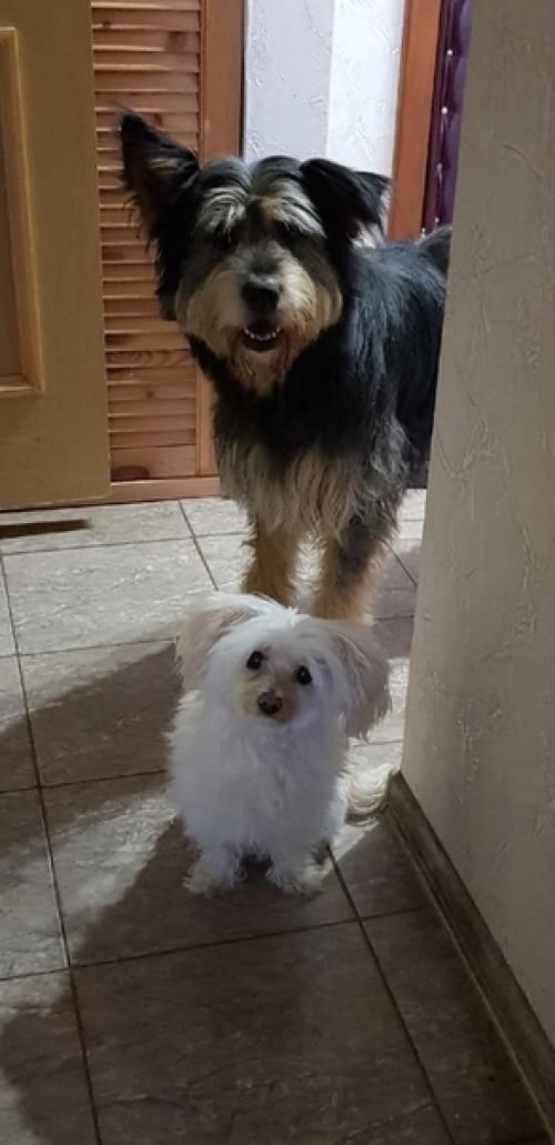 Домашний фотоприветик от коко. 04