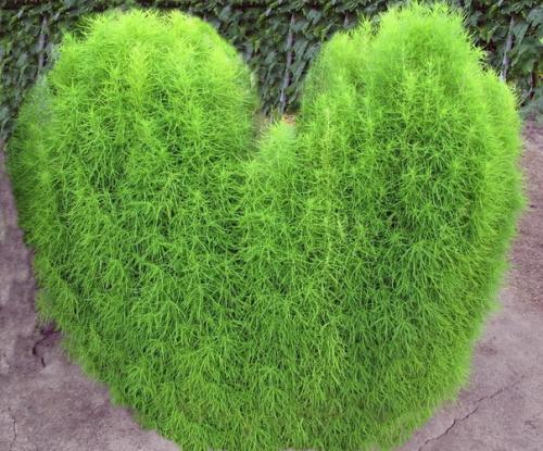 Уход_за_садом@Cvetochniyvodopad. 05 Уход_за_садом@Cvetochniyvodopad. 05