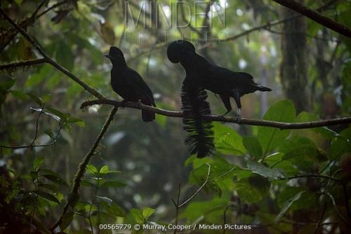 Мы наконец разбавляем нашу попужью банду другими бёрбами, ведь в мире ещё столько интересных птиц! 07