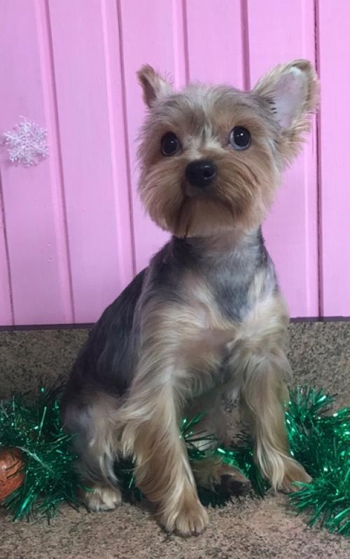 Обворожительная анабель заходила навести красоту. 05