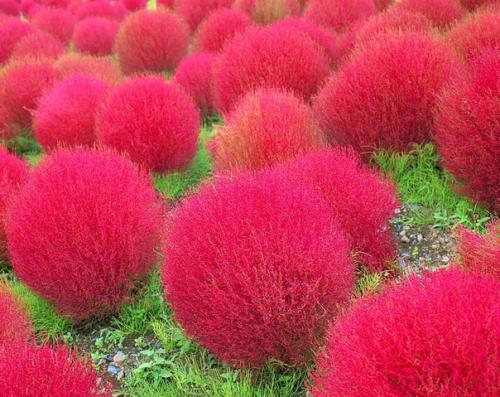 Уход_за_садом@Cvetochniyvodopad. 08 Уход_за_садом@Cvetochniyvodopad. 08