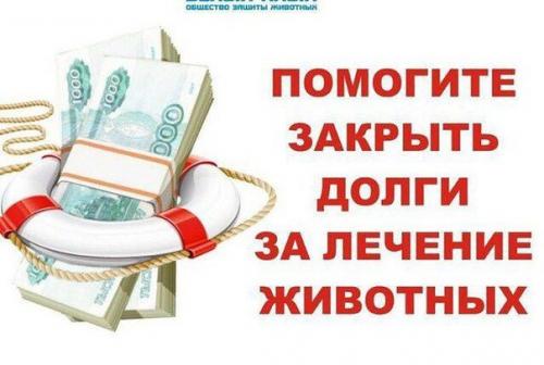 Финансовый сбор!   Кот гном в приют в апреле прошлого года поступил. 06 Финансовый сбор!   Кот гном в приют в апреле прошлого года поступил. 06