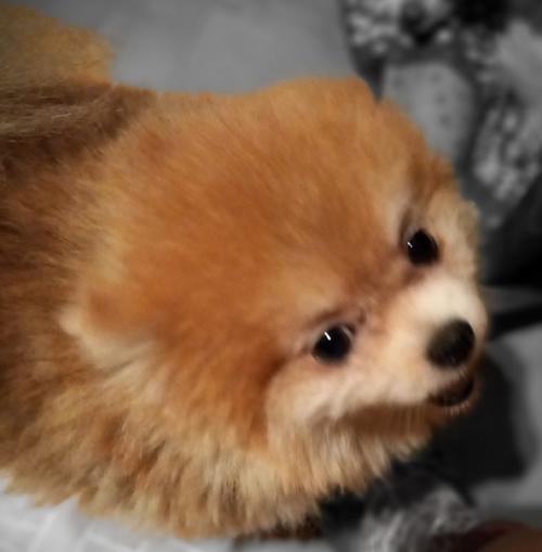 В ночь с 11 на 12 января не стало малютки Сары. 03 В ночь с 11 на 12 января не стало малютки Сары. 03