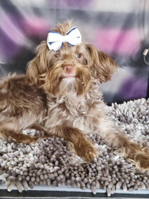 Предлагается. Королевская особа дворянских кровей. 01