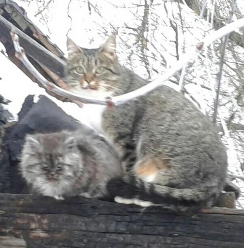 Дымка жила с мамой, и еще двумя сестренками на улице. 01 Дымка жила с мамой, и еще двумя сестренками на улице. 01