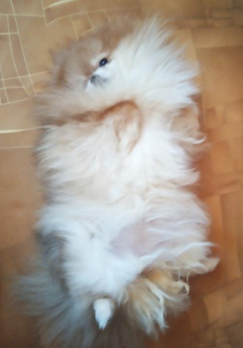 В ночь с 11 на 12 января не стало малютки Сары. 09 В ночь с 11 на 12 января не стало малютки Сары. 09