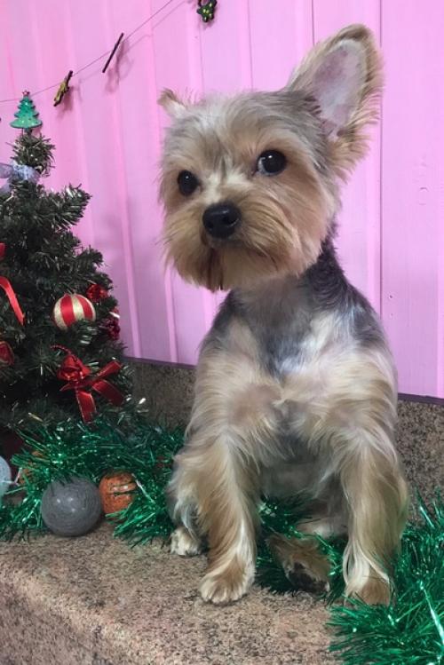 Обворожительная анабель заходила навести красоту. 06