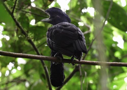 Мы наконец разбавляем нашу попужью банду другими бёрбами, ведь в мире ещё столько интересных птиц! 05