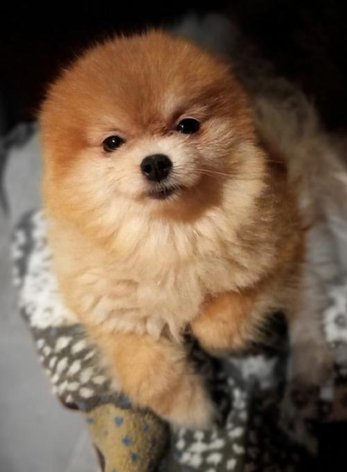 В ночь с 11 на 12 января не стало малютки Сары. 04 В ночь с 11 на 12 января не стало малютки Сары. 04