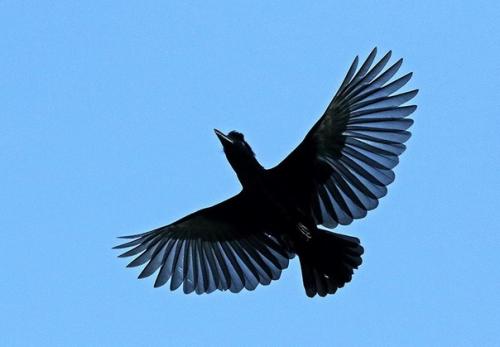 Мы наконец разбавляем нашу попужью банду другими бёрбами, ведь в мире ещё столько интересных птиц! 04