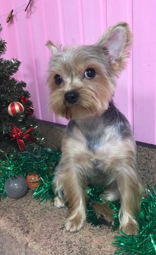 Обворожительная анабель заходила навести красоту. 03