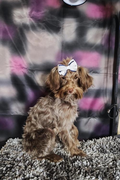 Предлагается. Королевская особа дворянских кровей. 02