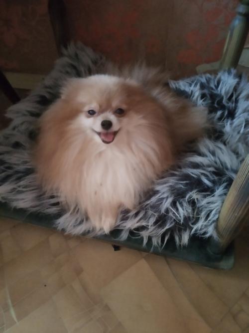 В ночь с 11 на 12 января не стало малютки Сары. 07 В ночь с 11 на 12 января не стало малютки Сары. 07