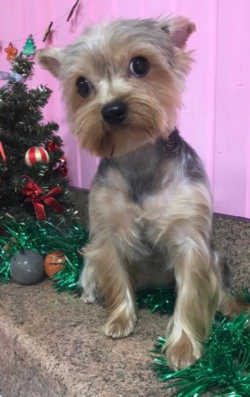 Обворожительная анабель заходила навести красоту. 04