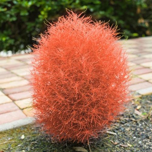 Уход_за_садом@Cvetochniyvodopad. 07 Уход_за_садом@Cvetochniyvodopad. 07