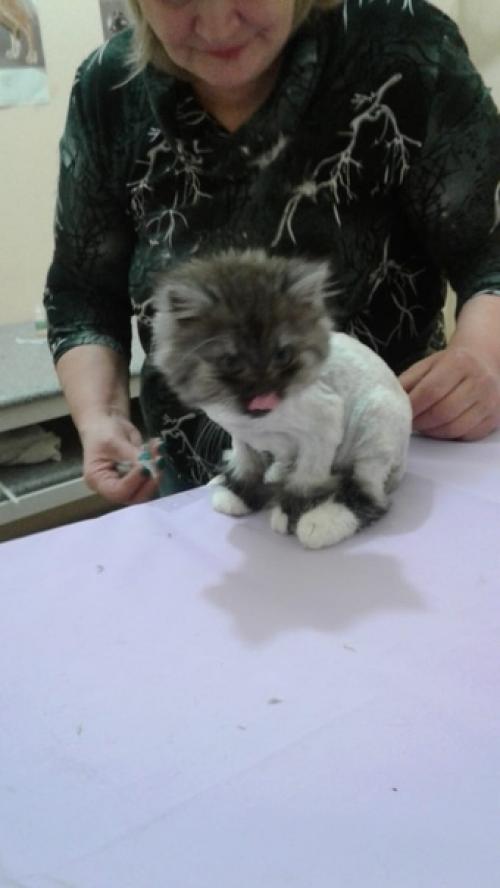 Дымка жила с мамой, и еще двумя сестренками на улице. 02 Дымка жила с мамой, и еще двумя сестренками на улице. 02