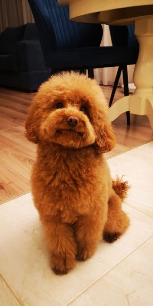 У Фили настолько прическа вышла из под контроля, что нужно было как то это уже исправлять. 01