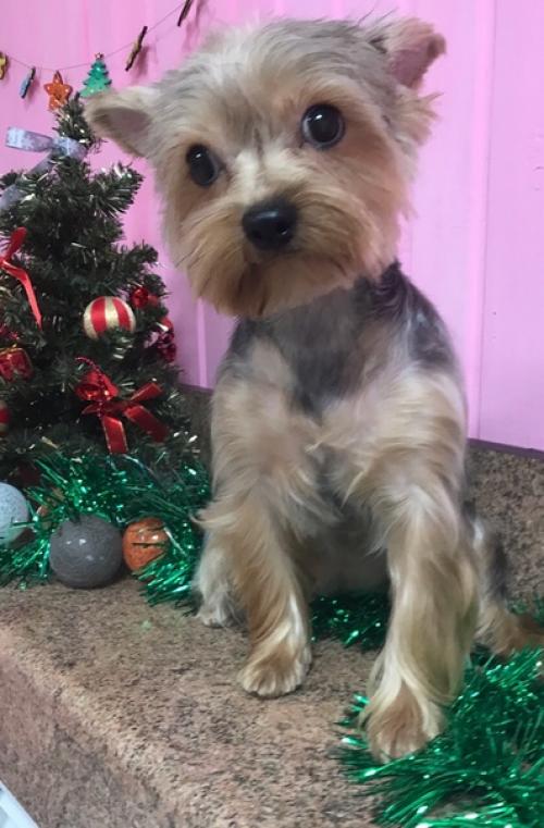 Обворожительная анабель заходила навести красоту. 08