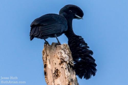 Мы наконец разбавляем нашу попужью банду другими бёрбами, ведь в мире ещё столько интересных птиц! 03