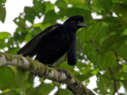 Мы наконец разбавляем нашу попужью банду другими бёрбами, ведь в мире ещё столько интересных птиц! 01