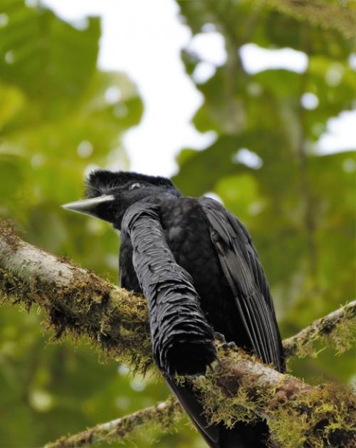 Мы наконец разбавляем нашу попужью банду другими бёрбами, ведь в мире ещё столько интересных птиц! 06