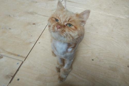 Рыжик - новенький житель на передержке. 02