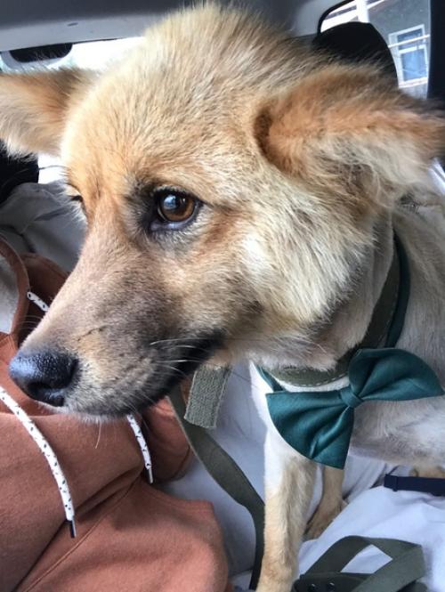 Барахолкага_живность. Лис ищет дом будет пушистым, как лисичка! 02