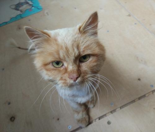 Рыжик - новенький житель на передержке. 01