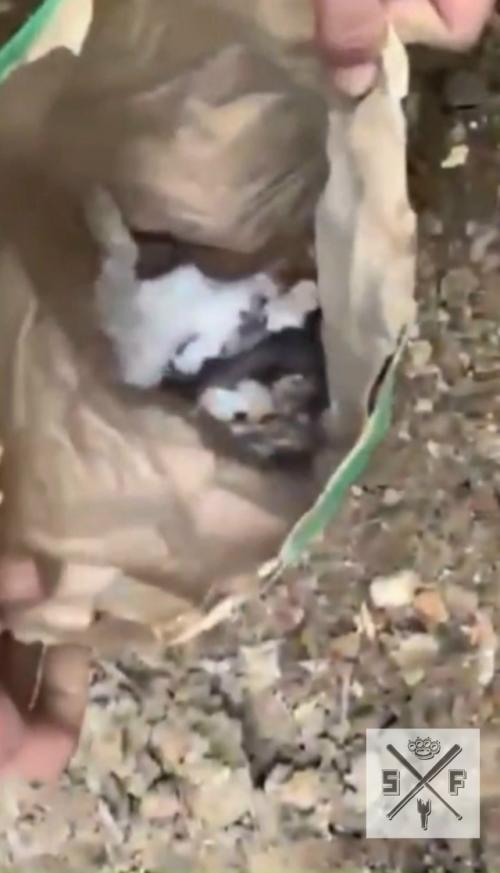 Закопали живьем. Жителей краснодарского края привлекли внимание истошные крики животного. 01