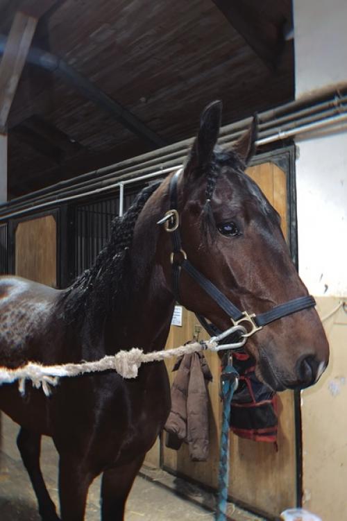 Наши спортсмены готовы встречать зиму не только в теплых шубках и зимних подковах, но и с красивыми прическами. 04