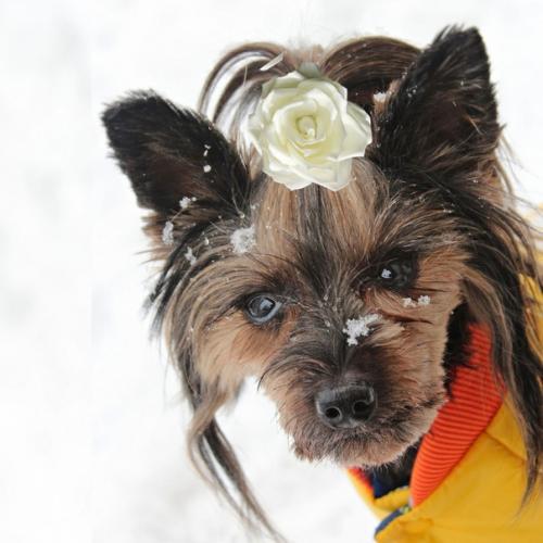 Необычный заказ. Так хочется сделать своего питомца модным и ярким, чтобы любимец выглядел стильно и красиво! 01 Необычный заказ. Так хочется сделать своего питомца модным и ярким, чтобы любимец выглядел стильно и красиво! 01