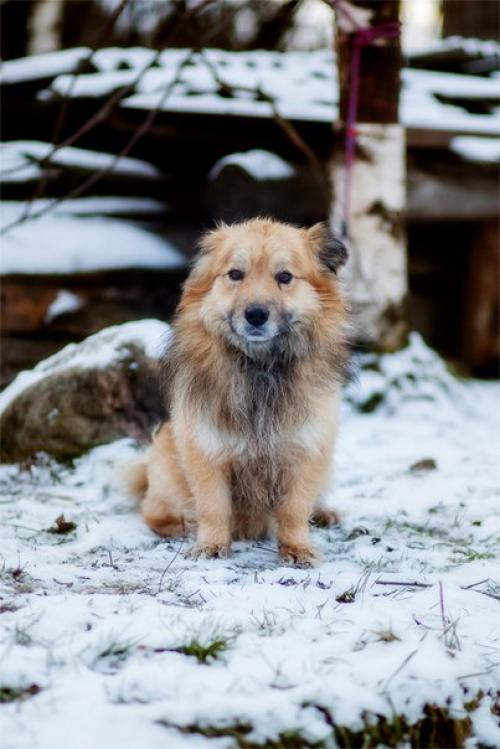 Жители приюта.  Номер карточки 46. 01