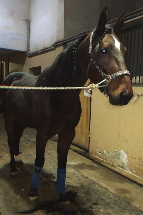 Наши спортсмены готовы встречать зиму не только в теплых шубках и зимних подковах, но и с красивыми прическами. 05