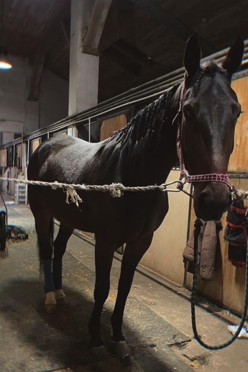 Наши спортсмены готовы встречать зиму не только в теплых шубках и зимних подковах, но и с красивыми прическами. 01